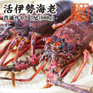 活伊勢海老　3尾　800ｇ　三重県産　高級　[活伊勢海老]｜isemaruka