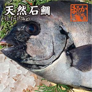 天然　石鯛（イシダイ）　1.1〜1.3ｋｇ[魚介類]｜isemaruka