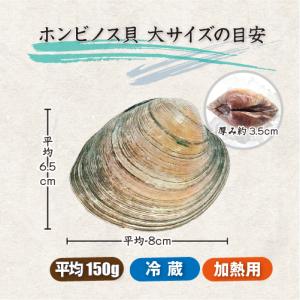 活 ホンビノス貝 大サイズ(6〜8個)(入数:...の詳細画像1