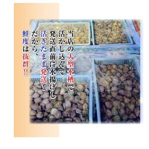活 ホンビノス貝 大サイズ(6〜8個)(入数:...の詳細画像3