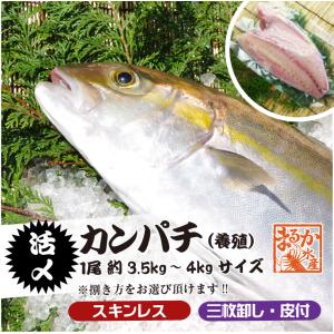 宮崎県産 一本釣り 初かつお 初ガツオ 1尾 約3kg セミドレス 初鰹 天然