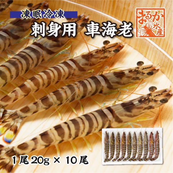 刺身用車海老 凍眠冷凍 20g [冷凍車海老]（入数：10尾 200g）