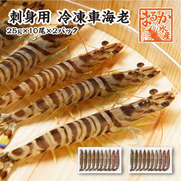 刺身用車海老 凍眠冷凍 25g [冷凍車海老]（入数：20尾 500g）