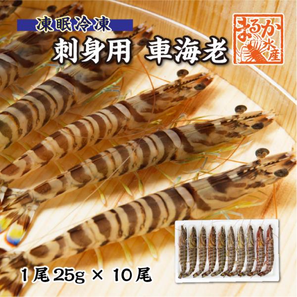 刺身用車海老 凍眠冷凍 25g [冷凍車海老]（入数：10尾 250g）