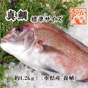 活〆　真鯛　１枚　約1.2ｋｇ（三重県産　養殖）｜isemaruka