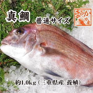 活〆 真鯛 普通サイズ 1尾 1.0kg　[魚介類]｜isemaruka