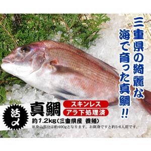 活〆 真鯛 捌いてお届け！ 標準サイズ 1尾 1.2kg　[魚介類]｜isemaruka