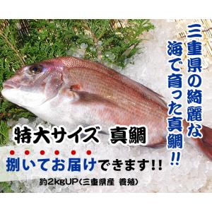 活〆 真鯛 捌いてお届け！  特大サイズ 1尾 2.0kgUP [魚介類]｜まるか水産Yahoo!店