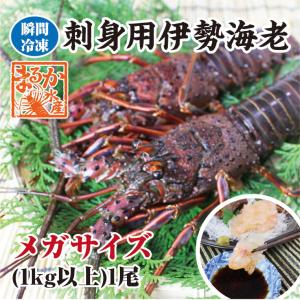 刺身用伊勢海老　活〆冷凍　1kg以上　１尾　特大サイズ...