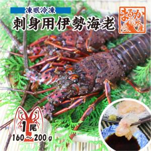 凍眠冷凍 刺身用伊勢海老 小さめ 1尾 160〜200g [刺身用伊勢海老]｜isemaruka