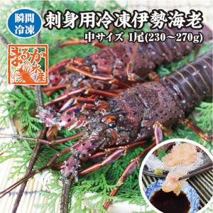 刺身用伊勢海老　活〆　230ｇ~270g　１尾　中サイズ　[凍眠冷凍伊勢海老]