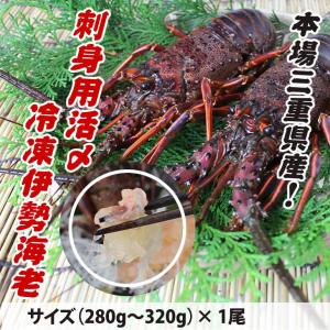 刺身用伊勢海老　活〆冷凍　280g~320g　１尾　大きめサ...