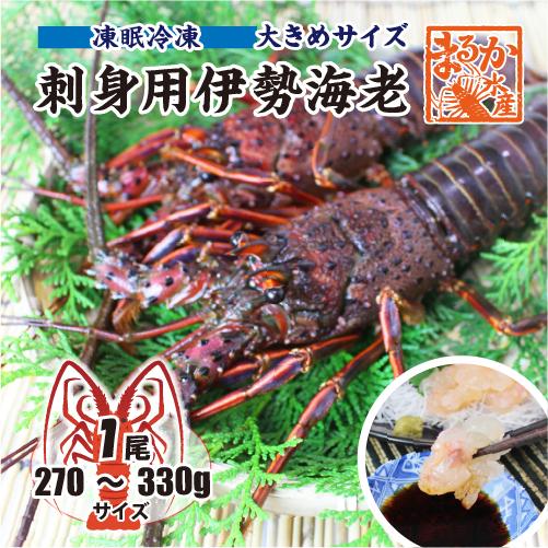 刺身用伊勢海老 凍眠冷凍 大きめサイズ 270〜330g [刺身用伊勢海老]（入数：1尾）