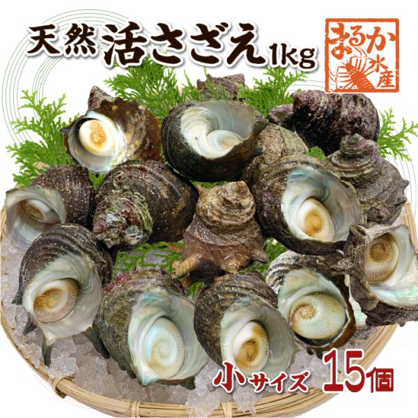 天然活 さざえ 小サイズ 1kg 15個 50〜70g [さざえ]