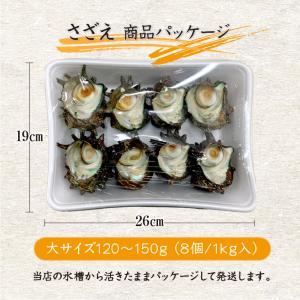 天然活 さざえ 大サイズ 1kg 8個 120...の詳細画像4