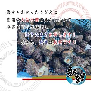 天然活 さざえ 大サイズ 1kg 8個 120...の詳細画像2
