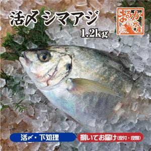 活〆シマアジ　１尾　約1.2ｋｇ　下調理できます　[シマアジ]