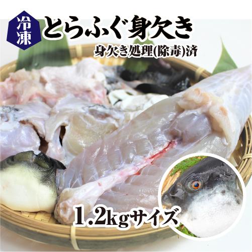 冷凍 とらふぐ身欠き 身欠処理（除毒）済/ 白子は入っていません[冷凍フグ]（サイズ：1.2kg）
