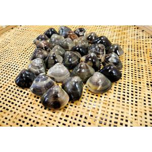 クール便送料無料！ 【桑名産】天然地はまぐり Mサイズ（1kg 25〜38粒）