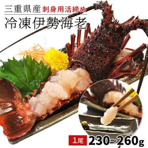 三重県産 伊勢海老 １尾 ２３０〜２６０ｇ お刺身用 冷凍伊勢海老 鮮度の良い 伊勢海老 を瞬間凍結 あすつく対応