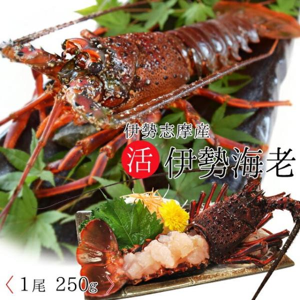 伊勢海老 活 １尾 ２５０ｇ 贈答 パッケージ 伊勢エビ 三重県 伊勢志摩産 イセエビ 冬季限定