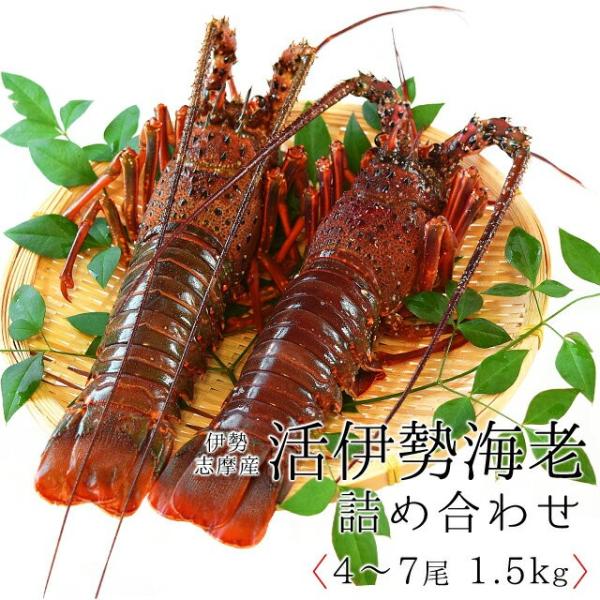 伊勢海老 詰合せ 贈答 パッケージ ４尾〜７尾で１.５ｋｇ 送料無料 三重県 伊勢志摩産 活 伊勢エ...