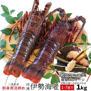 伊勢海老 三重県伊勢志摩産 １〜７尾で約１ｋｇ 送料無料 刺身用瞬間冷凍 伊勢エビ 訳あり イセエビ あすつく対応 父の日 ギフト｜isesima