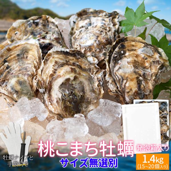 桃こまち 牡蠣 サイズ 無選別 １．４ｋｇ（１５〜２０個入り) 殻付き 牡蛎 発泡箱入り 加熱用 （...