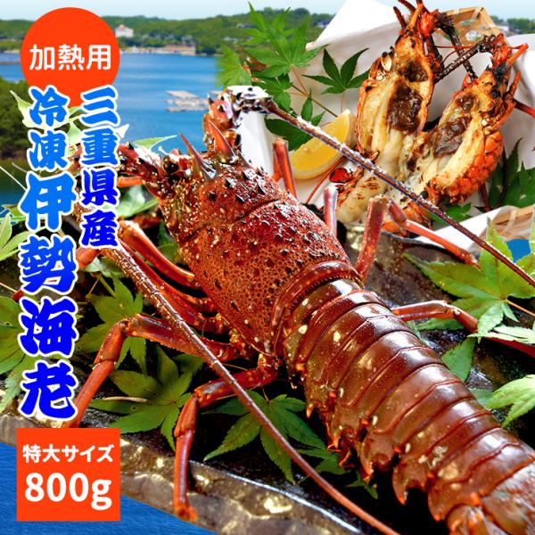 三重県産 伊勢海老 １尾 ８００ｇ以上 加熱用 冷凍伊勢海老 鮮度の良い伊勢海老を瞬間凍結
