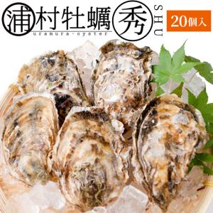 浦村牡蠣-秀- ２０個　殻付き牡蠣 （牡蠣ナイフ・片手用軍手付き）発泡箱入 三重県鳥羽産（加熱用）｜isesima