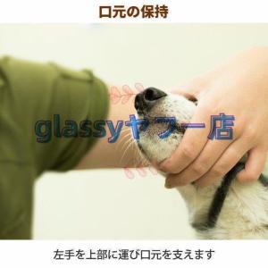 愛犬?愛猫用歯石取りペンチ犬歯石デンタルケアホ...の詳細画像5