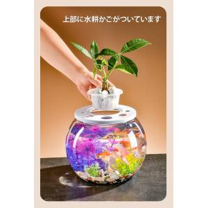 金魚鉢 丸型金魚鉢 水槽 オールインワン水槽 ...の詳細画像3
