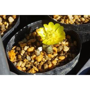 弊園謹製　手練り　水はけ一番 「フクジュソウ（福寿草の土）」　2号(中目)　6L 【長期肥料付】【用土・肥料】