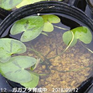 「水生植物の土」「スイレンの土」「水草の土」　6L　【肥料付き】