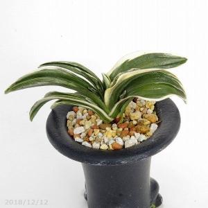 オモトの土 2L 小粒 【長期肥料付き】【万年青の土 おもとの土】【用土