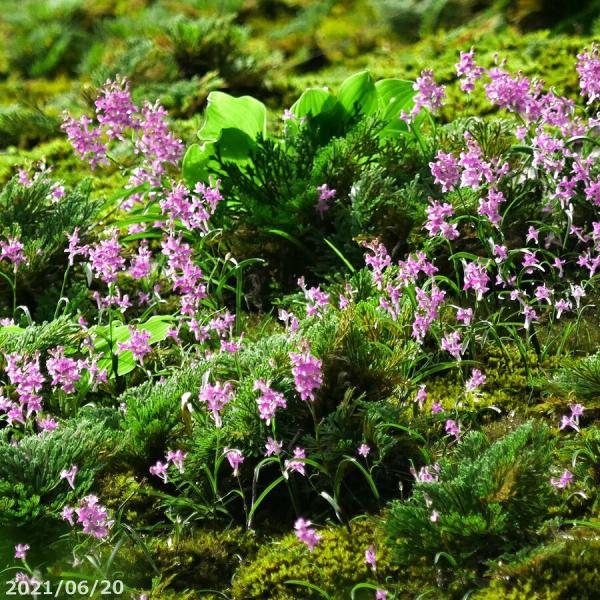 ウチョウランの土（イワチドリ）　6L　【長期肥料付】【長生蘭の土・セッコクの土・野生ランの土・蘭の土...