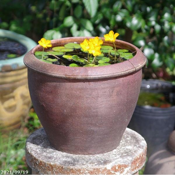 アジアンテイスト南蛮焼　睡蓮鉢　深水鉢　（小）　外径30cm　＋お好きな水草 ＋メダカ5匹（死着保証...