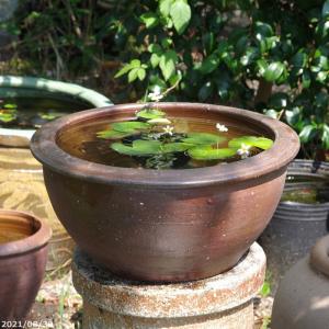 アジアンテイスト南蛮焼 深鉢 水鉢 (中) 外径40cm 20L 【ハス鉢 蓮鉢