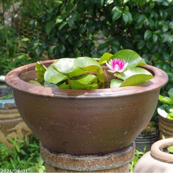 アジアンテイスト南蛮焼　浅鉢　水鉢　(大)　外径50cm ＋お好きな睡蓮裸苗 合計5点セット＋メダカ...