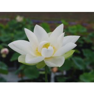 石田精華園 Yahoo 店 水生植物 Yahoo ショッピング