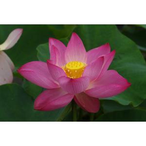 石田精華園 Yahoo 店 水生植物 Yahoo ショッピング