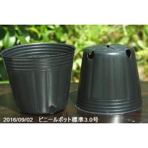 ポリポット（ビニールポット） 通気性よくネット不要の標準 3号