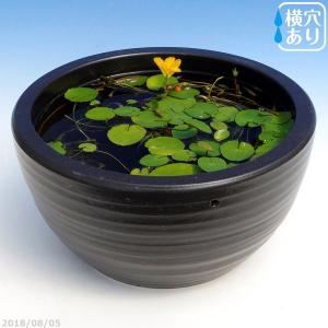 陶器睡蓮鉢【Mサイズ/14号/直径約42cm・ブラック】 水蓮鉢 すいれん鉢