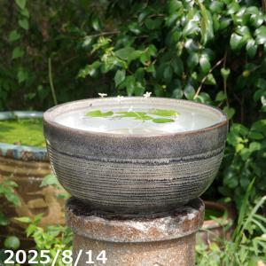 睡蓮鉢 L G001／01A−23 L : ホームセンターグッデイ