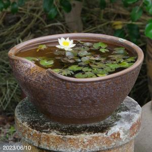 アジアンテイスト南蛮焼 深鉢 水鉢 本格的な蓮用 (大) 外径50cm 58L