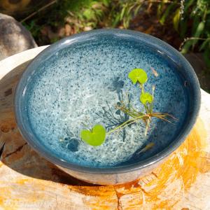 信楽焼 睡蓮鉢 メダカ鉢 金魚鉢 スイレン メダカ 鉢 大型 ビオトープ