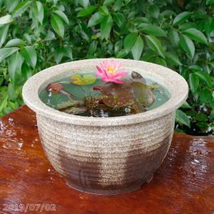 アジアンテイスト南蛮焼 深鉢 水鉢 本格的な蓮用 (大) 外径50cm 58L