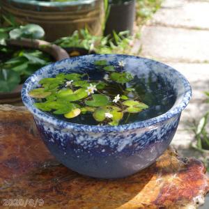 信楽焼 睡蓮鉢　青白窯変 12号＋お好きな水草プレゼント　　