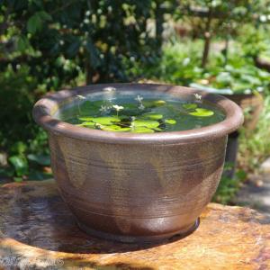 信楽焼 睡蓮鉢 生子千段 13号（水あふれ防止小穴有） ＋お好きな睡蓮裸