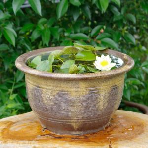 アジアンテイスト南蛮焼 浅鉢 睡蓮鉢 60cm (特大)＋お好きな睡蓮裸苗